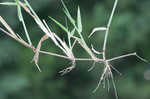 Broadleaf signalgrass